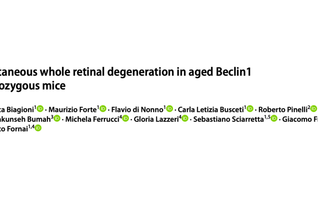 Spontaneous whole retinal degeneration in aged Beclin1 heterozygous mice